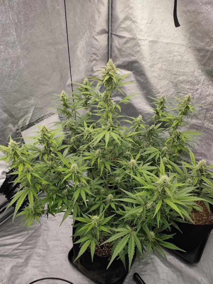 Zamnesia Northern Lights Auto. Week 7