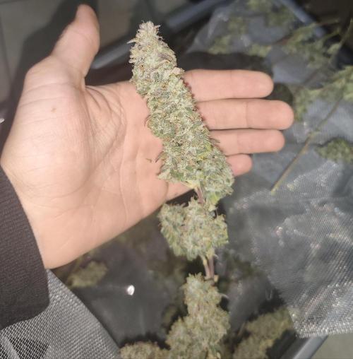 Zamnesia Northern Lights Auto. Week 10