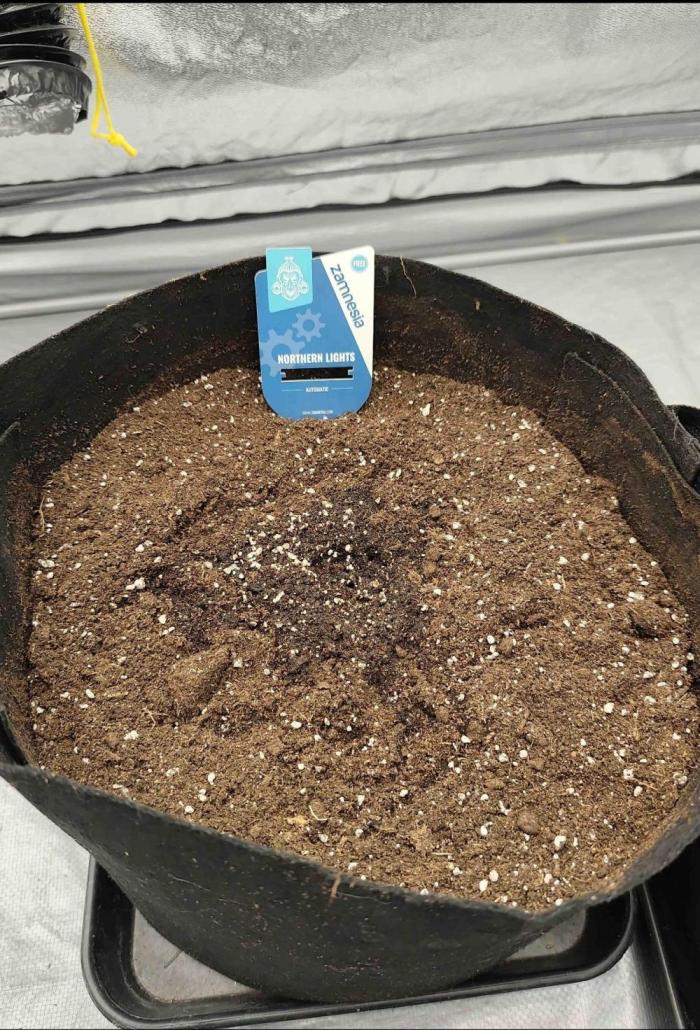 Zamnesia Northern Lights Auto. Week 0