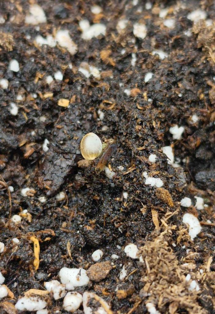 Platinum mimosa cookies Double XL. Week 0