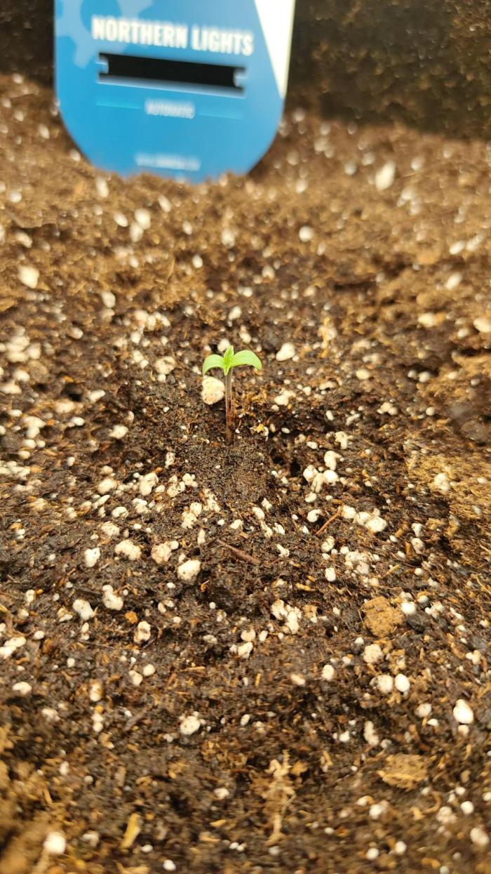 Platinum mimosa cookies Double XL. Week 1