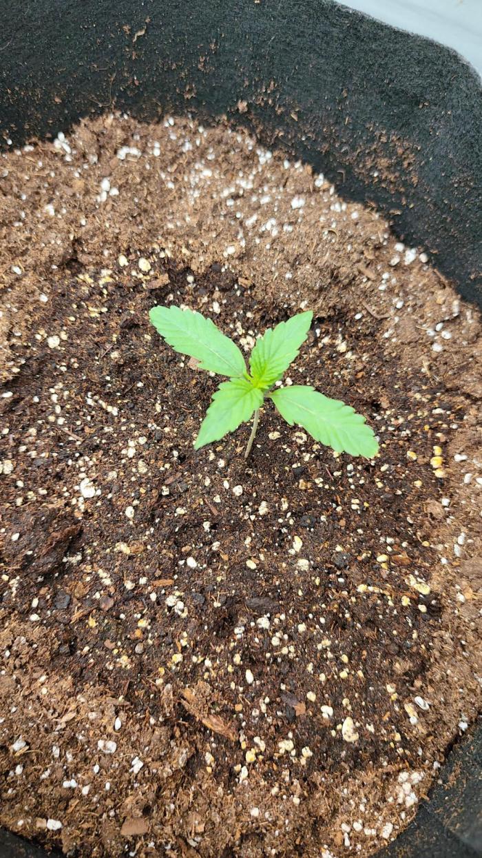 Platinum mimosa cookies Double XL. Week 2