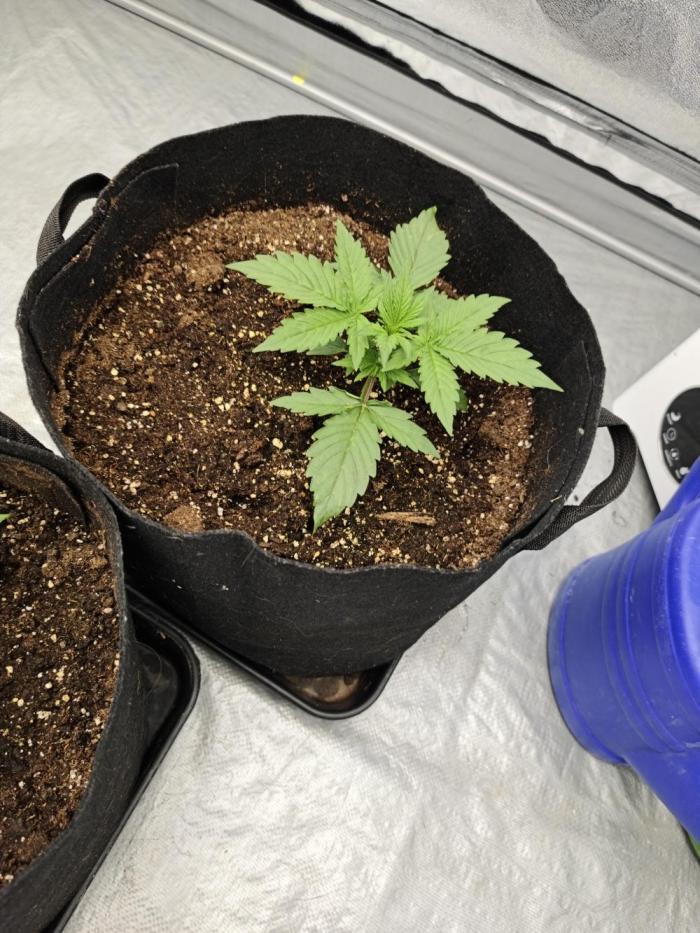 Platinum mimosa cookies Double XL. Week 3