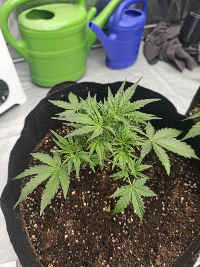 Platinum mimosa cookies Double XL. Week 4