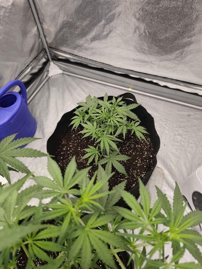 Platinum mimosa cookies Double XL. Week 5