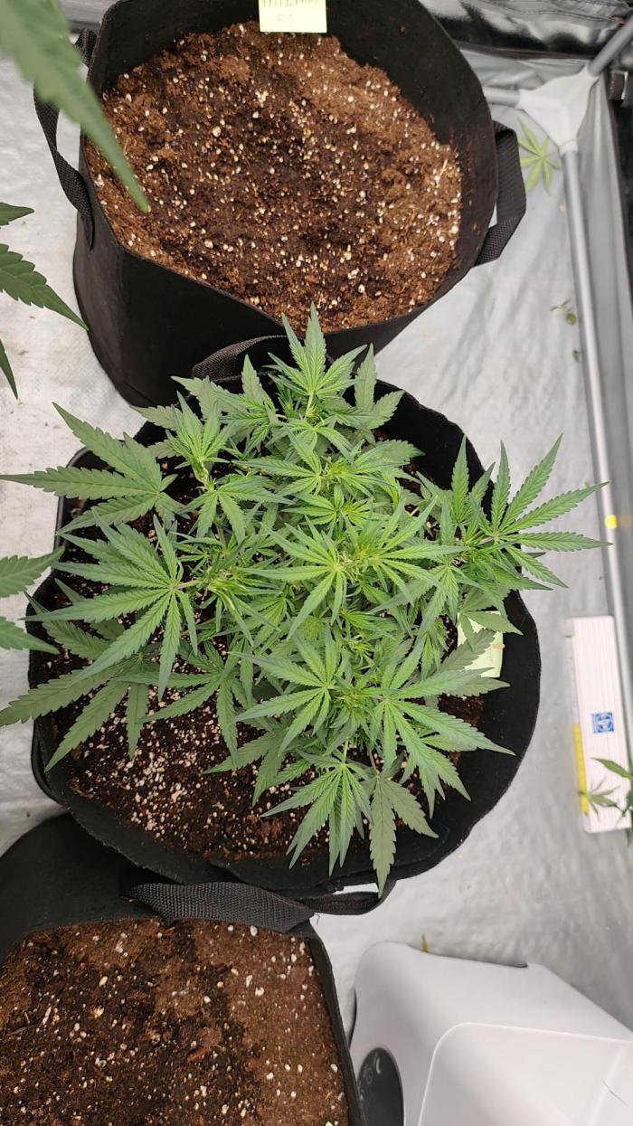 Platinum mimosa cookies Double XL. Week 6