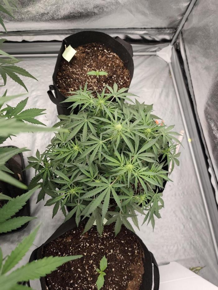 Platinum mimosa cookies Double XL. Week 7 - Looks good so far but it's a little bit small 