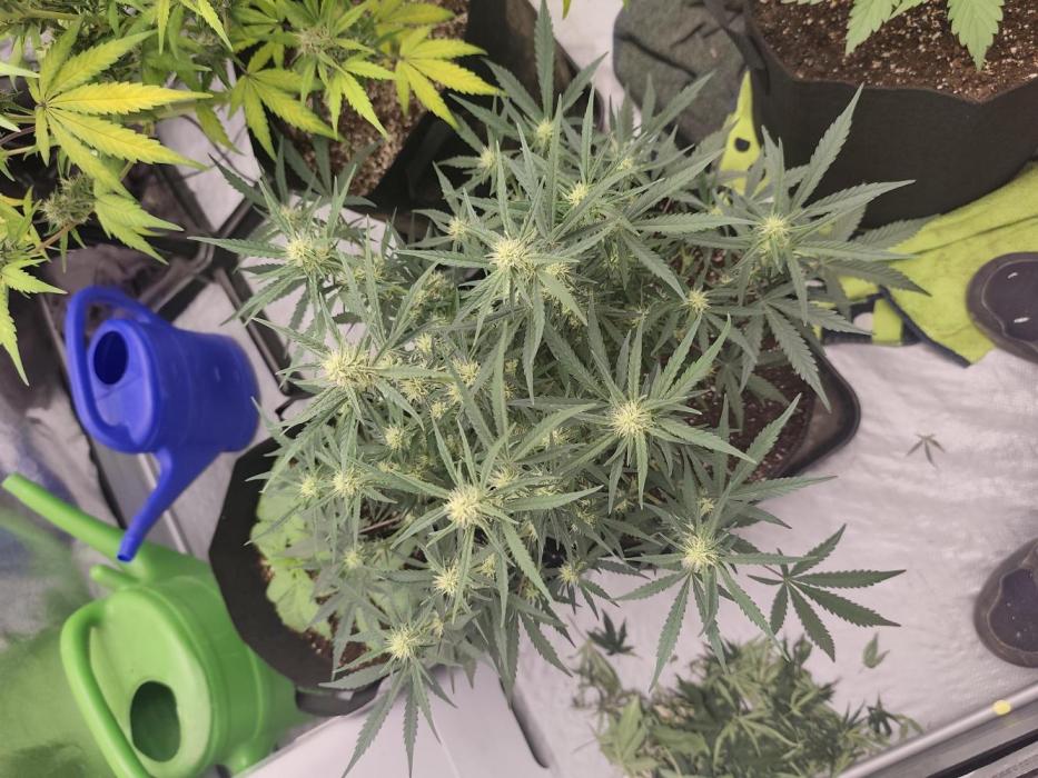 Platinum mimosa cookies Double XL. Week 8