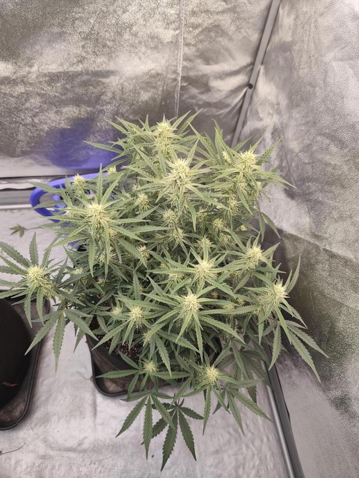 Platinum mimosa cookies Double XL. Week 9