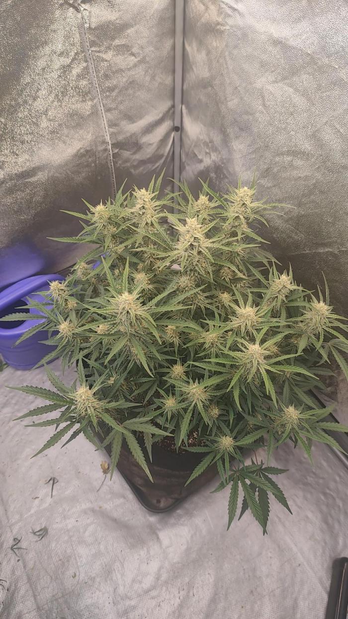 Platinum mimosa cookies Double XL. Week 10