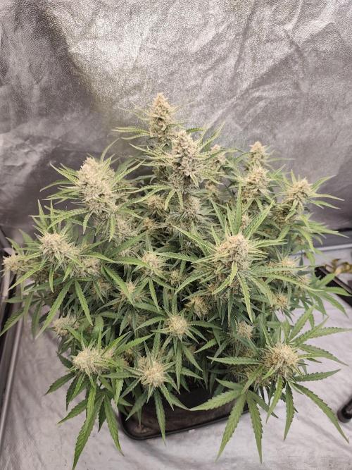 Platinum mimosa cookies Double XL. Week 11