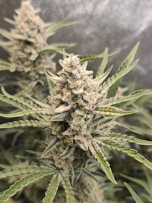 Platinum mimosa cookies Double XL. Week 11