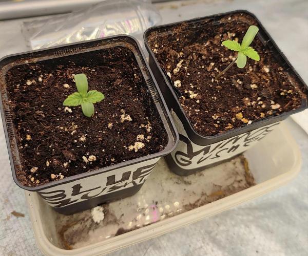 Blue Zushi. Week 1
