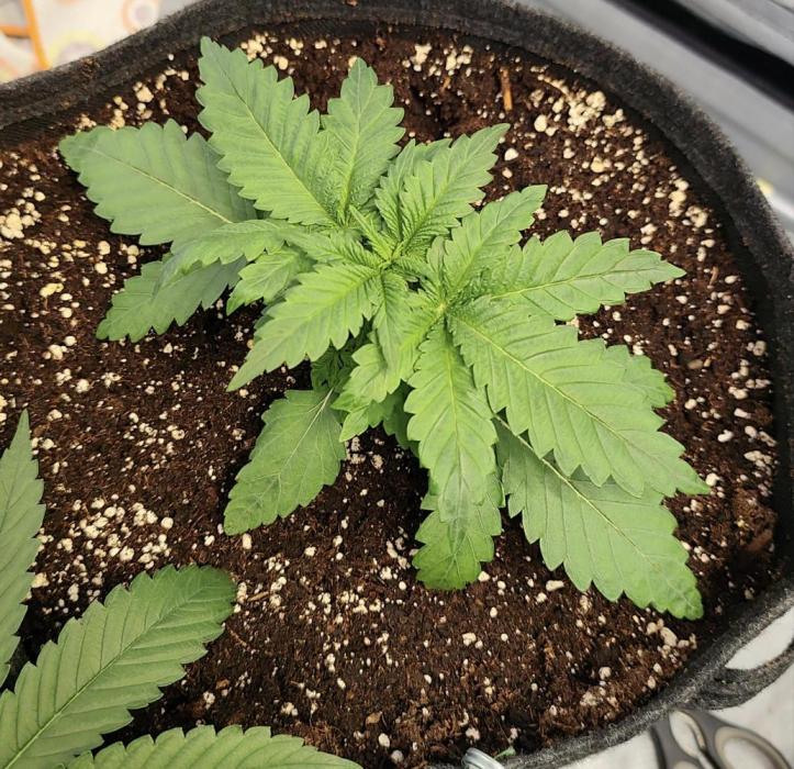 Blue Zushi from GrowersChoice. Week 3