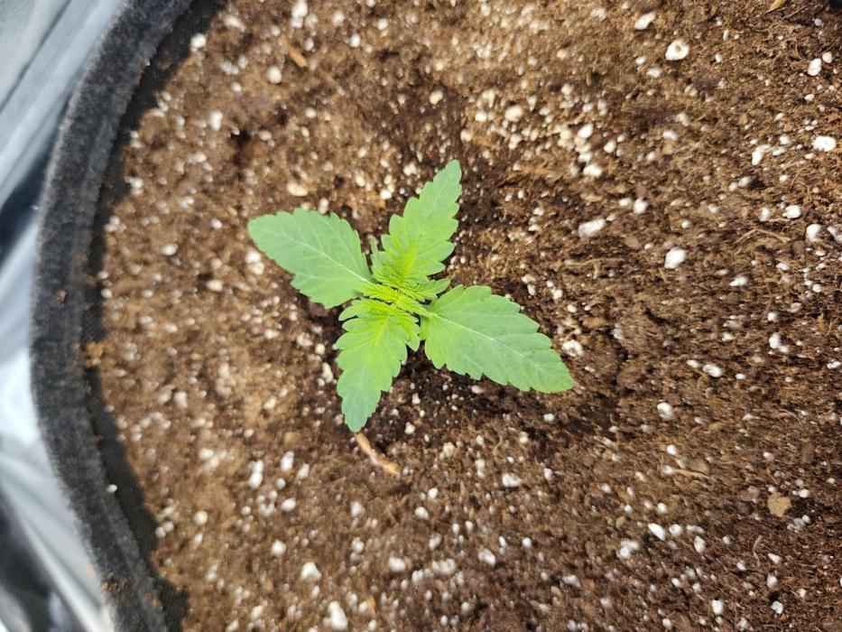 Blue Zushi from GrowersChoice. Week 2