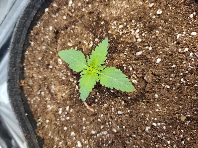 Blue Zushi. Week 2