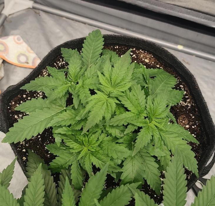 Blue Zushi from GrowersChoice. Week 4