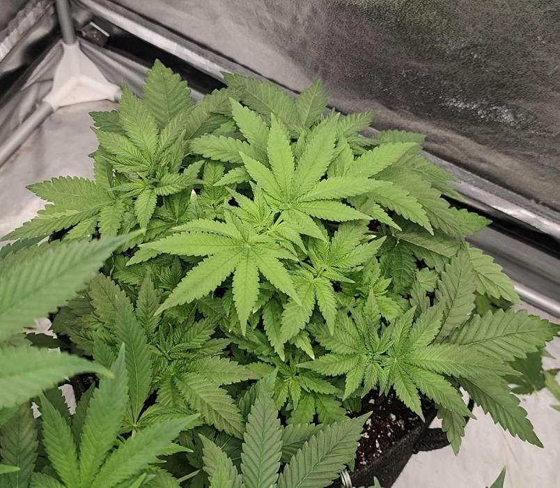 Blue Zushi from GrowersChoice. Week 5