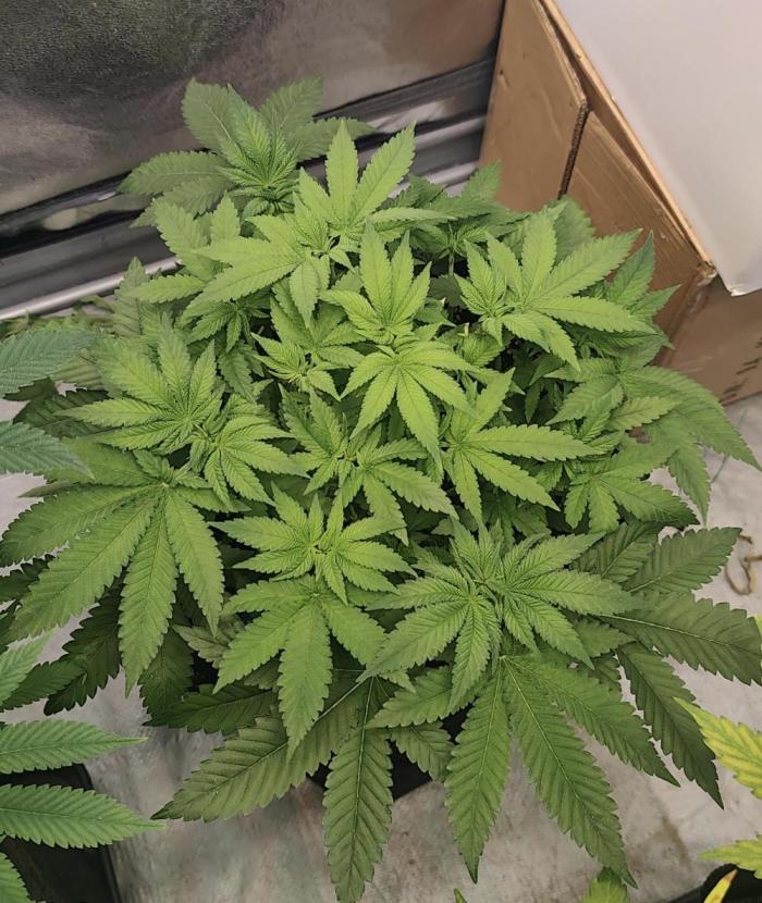 Blue Zushi from GrowersChoice. Week 6