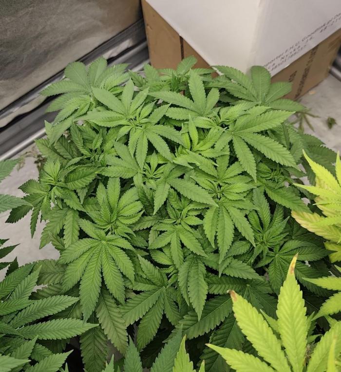 Blue Zushi from GrowersChoice. Week 7