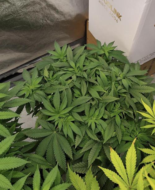 Blue Zushi. Week 8