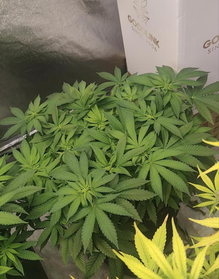 Blue Zushi from GrowersChoice. Week 9