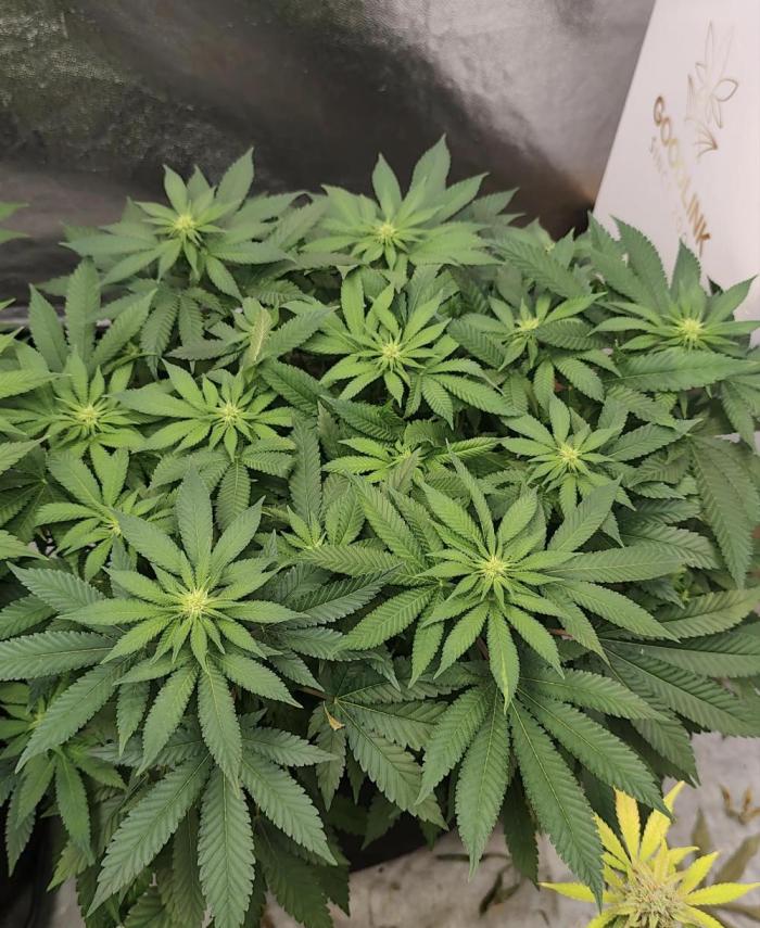 Blue Zushi from GrowersChoice. Week 10