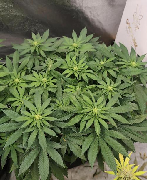 Blue Zushi. Week 10