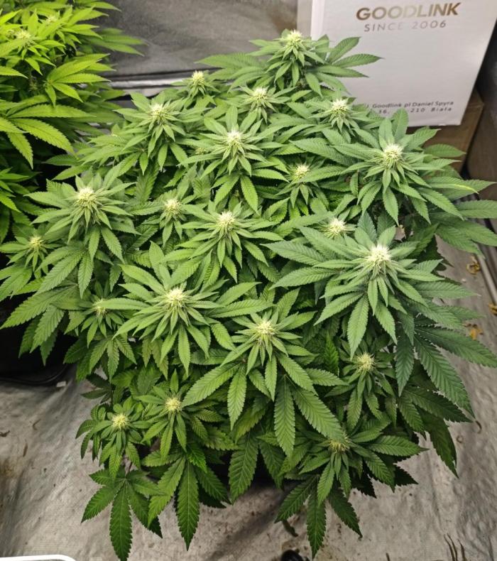 Blue Zushi from GrowersChoice. Week 11