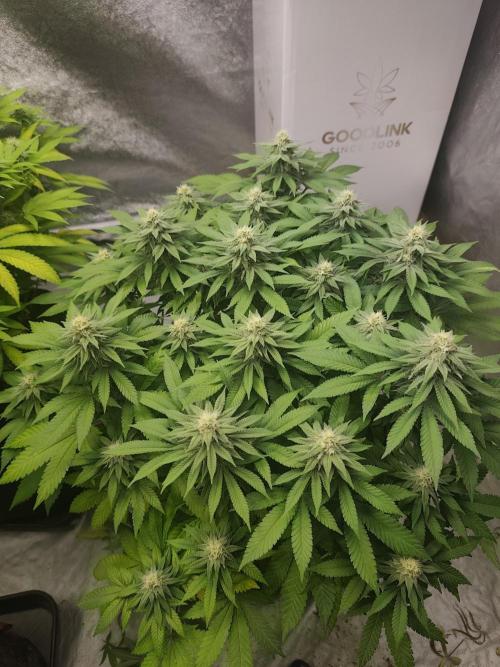 Blue Zushi from GrowersChoice. Week 12