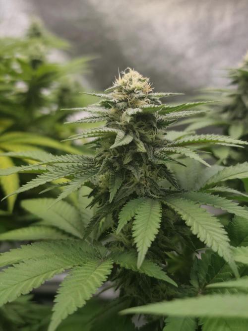Blue Zushi from GrowersChoice. Week 12
