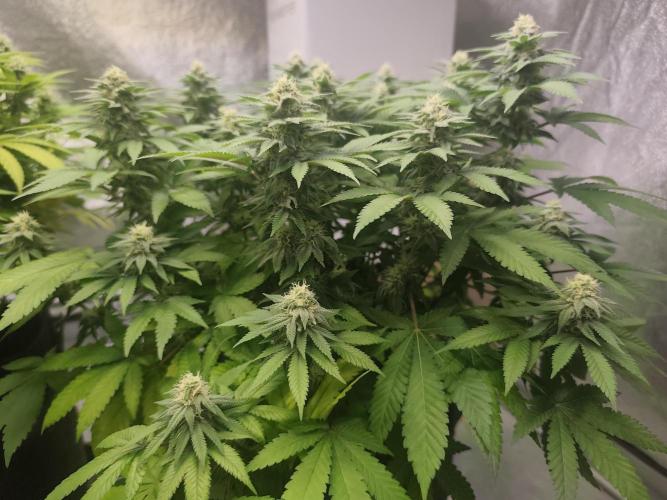 Blue Zushi from GrowersChoice. Week 12
