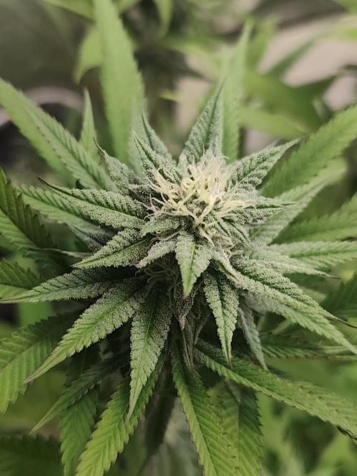 Blue Zushi from GrowersChoice. Week 12