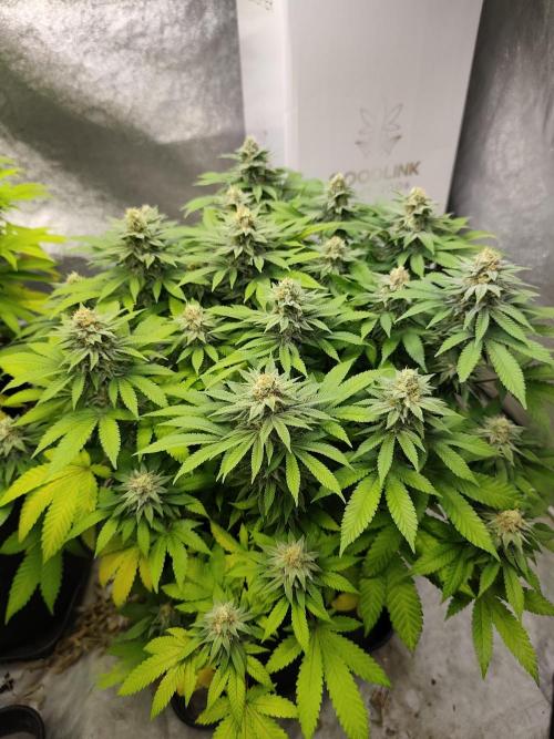 Blue Zushi from GrowersChoice. Week 13