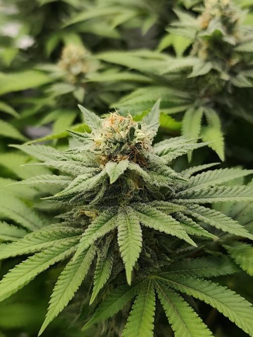 Blue Zushi from GrowersChoice. Week 13