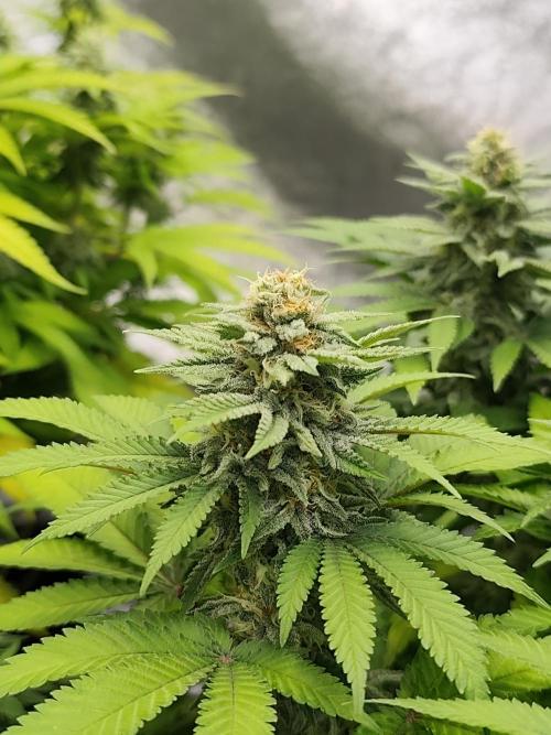Blue Zushi. Week 13