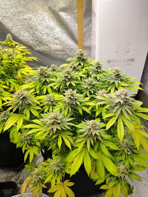 Blue Zushi from GrowersChoice. Week 14