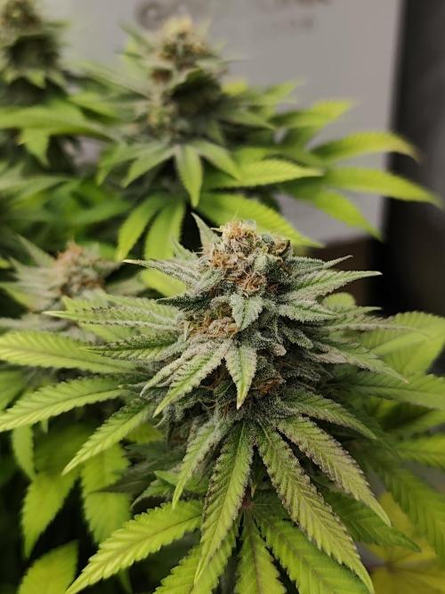 Blue Zushi from GrowersChoice. Week 14