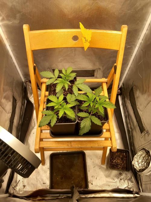 Grounded Genetics. Week 2