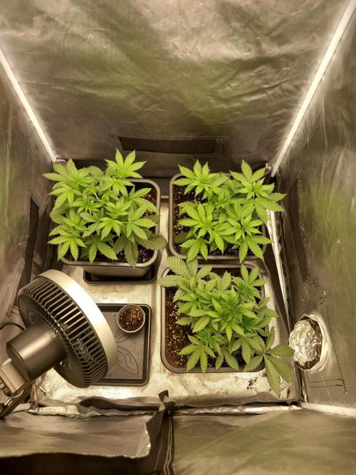 Grounded Genetics. Week 3