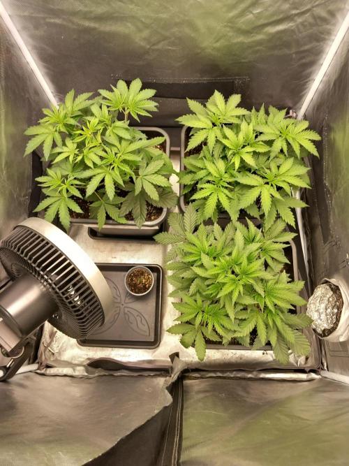 Grounded Genetics. Week 3