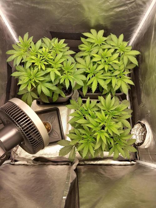 Grounded Genetics. Week 3