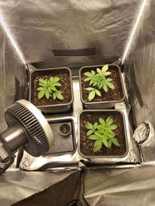 Grounded Genetics. Week 2