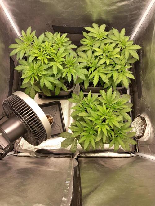 Grounded Genetics. Week 4