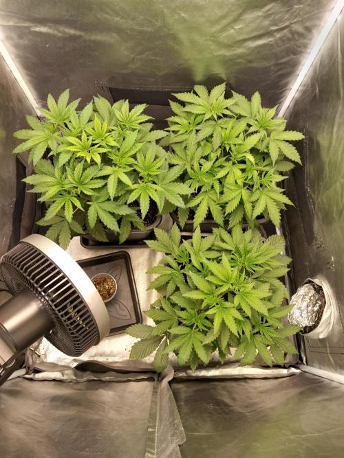 Grounded Genetics. Week 4