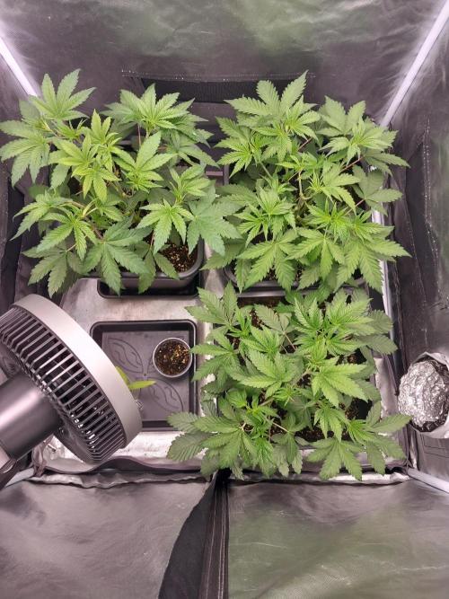 Grounded Genetics. Week 4