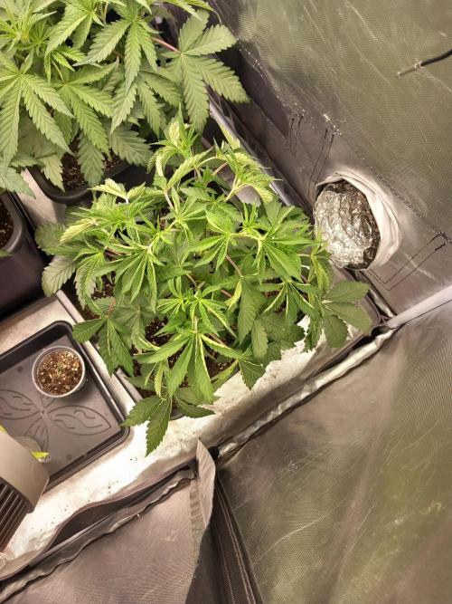 Grounded Genetics. Week 5