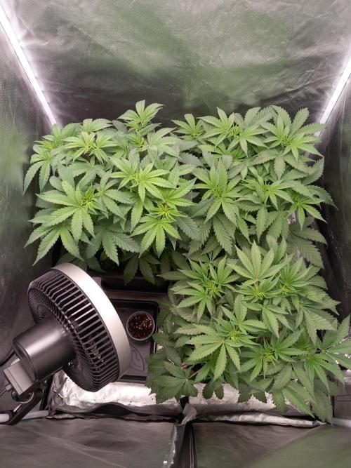 Grounded Genetics. Week 5