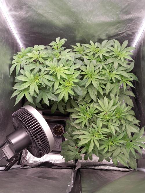 Grounded Genetics. Week 5