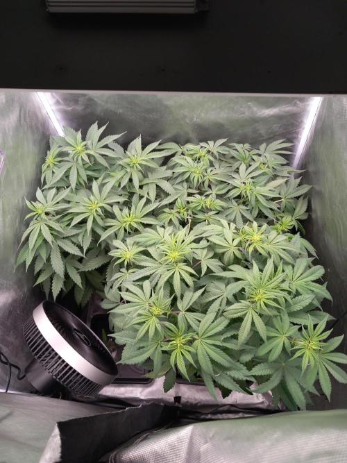 Grounded Genetics. Week 6